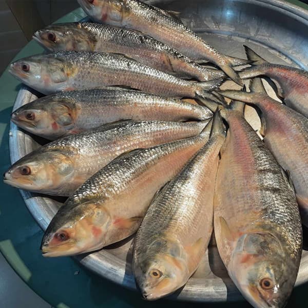 Live Hilsa